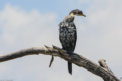 Microcarbo africanus