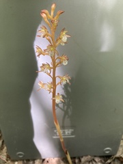 Corallorhiza maculata occidentalis