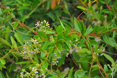 Mascagnia jamaicensis