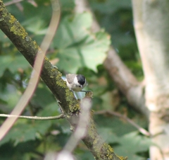 Poecile palustris palustris