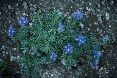 Lupinus breweri