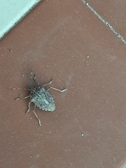 Halyomorpha halys