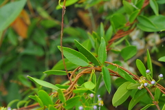 Mascagnia jamaicensis