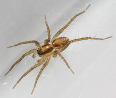 Pardosa littoralis