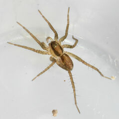 Pardosa littoralis
