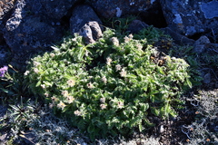 Geum glaciale