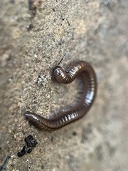 Cleidogona