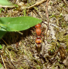 Dasymutilla scaevola