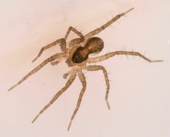 Pardosa littoralis