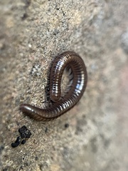 Cleidogona