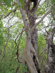 Ficus pringlei