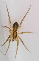 Pardosa littoralis