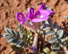 Astragalus amphioxys
