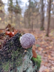 Nectriopsis violacea