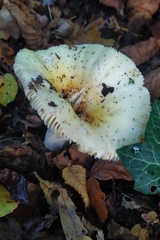 Russula solaris