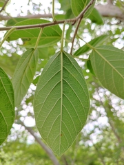 Ficus pringlei