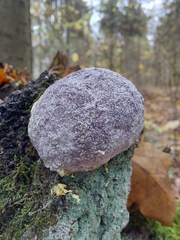 Nectriopsis violacea