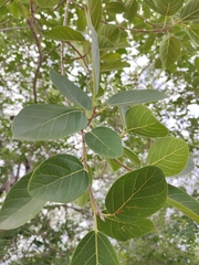Ficus pringlei