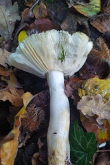 Russula solaris