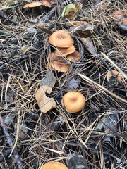 Fungi