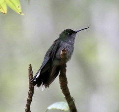 Campylopterus largipennis