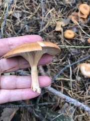 Fungi