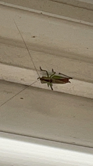 Conocephalus brevipennis