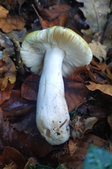 Russula solaris