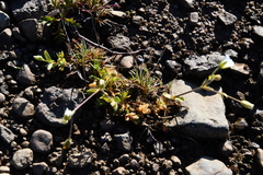 Cerastium bialynickii