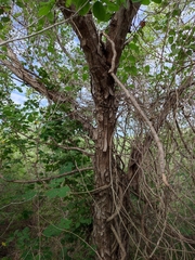 Lysiloma divaricatum