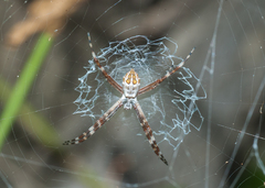 Argiope butchko