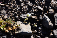 Cerastium bialynickii