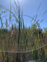 Typha angustifolia