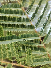 Lysiloma divaricatum