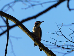 Dendrocopos major