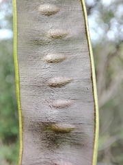 Lysiloma divaricatum