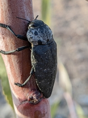Capnodis tenebrionis