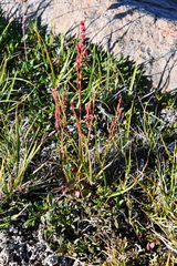 Rumex acetosa pseudoxyria