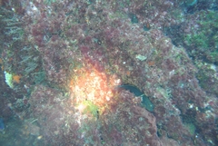 Ophioblennius atlanticus