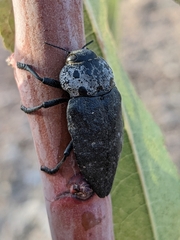 Capnodis tenebrionis