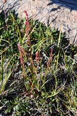 Rumex acetosa pseudoxyria
