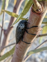 Capnodis tenebrionis