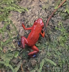 Oophaga pumilio