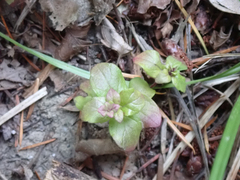 Clinopodium douglasii