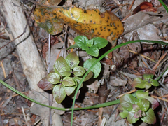 Clinopodium douglasii