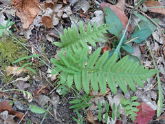 Polypodium glycyrrhiza