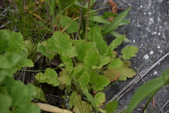 Heuchera cylindrica