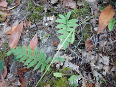 Polypodium glycyrrhiza