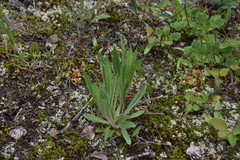 Hieracium scouleri
