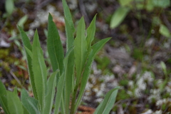 Hieracium scouleri